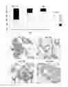 Fig. 13 - Non-selective kinase inhibitors