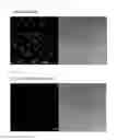 Fig. 04 - Fluorescent probe for detecting calpain activity