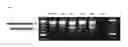 Fig. 02 - TRICYCLIC NUCLEOSIDES AND OLIGOMERIC COMPOUNDS PREPARED THEREFROM