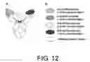 Fig. 13 - POLYPEPTIDE MODIFICATION METHOD FOR PURIFYING POLYPEPTIDE MULTIMERS