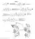 Fig. 14 - Stabilized minimal coiled-coil mimetics