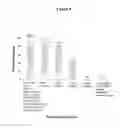Fig. 09 - Methods for treating headache using antagonist antibodies directed against calcitonin gene-related peptide