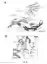 Fig. 16 - Antibodies binding to BMP4, and uses thereof