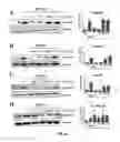 Fig. 20 - Antibodies binding to BMP4, and uses thereof