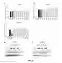 Fig. 22 - Antibodies binding to BMP4, and uses thereof