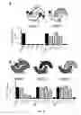 Fig. 23 - Antibodies binding to BMP4, and uses thereof