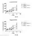 Fig. 32 - Antibodies binding to BMP4, and uses thereof