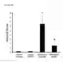Fig. 28 - Antibodies