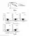 Fig. 08 - CD138-targeted interferon demonstrates potent apoptotic and anti-tumor activities