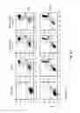 Fig. 16 - CD138-targeted interferon demonstrates potent apoptotic and anti-tumor activities