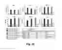 Fig. 30 - CD138-targeted interferon demonstrates potent apoptotic and anti-tumor activities