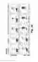 Fig. 33 - CD138-targeted interferon demonstrates potent apoptotic and anti-tumor activities