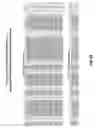 Fig. 12 - Anti-PTK7 antibodies and methods of use