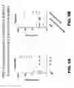 Fig. 19 - Anti-PTK7 antibodies and methods of use