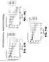Fig. 26 - Anti-PTK7 antibodies and methods of use