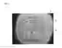 Fig. 04 - Thermoplastic resin foamed particles