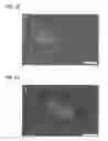Fig. 05 - Dendritic macroporous hydrogels prepared by crystal templating