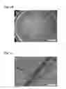 Fig. 08 - Dendritic macroporous hydrogels prepared by crystal templating