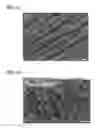 Fig. 10 - Dendritic macroporous hydrogels prepared by crystal templating
