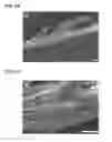Fig. 11 - Dendritic macroporous hydrogels prepared by crystal templating