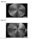 Fig. 12 - Dendritic macroporous hydrogels prepared by crystal templating