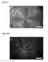 Fig. 13 - Dendritic macroporous hydrogels prepared by crystal templating