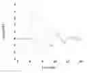 Fig. 01 - METHOD FOR PREPARING INTRACELLULAR ENZYMES