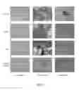 Fig. 03 - Particulate lyophilized platelet lysate compositions