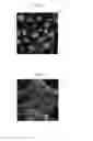 Fig. 05 - Method, device and kit for mass cultivation of cells using polyimide porous membrane