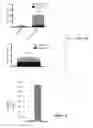 Fig. 06 - AUF1 ENCODING COMPOSITIONS FOR MUSCLE CELL UPTAKE, SATELLITE CELL POPULATIONS, AND SATELLITE CELL MEDIATED MUSCLE GENERATION