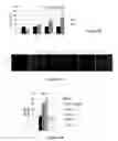 Fig. 11 - AUF1 ENCODING COMPOSITIONS FOR MUSCLE CELL UPTAKE, SATELLITE CELL POPULATIONS, AND SATELLITE CELL MEDIATED MUSCLE GENERATION