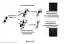 Fig. 19 - AUF1 ENCODING COMPOSITIONS FOR MUSCLE CELL UPTAKE, SATELLITE CELL POPULATIONS, AND SATELLITE CELL MEDIATED MUSCLE GENERATION