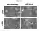 Fig. 02 - METHOD FOR IMPROVEMENT OF DRUG METABOLISM OF HUMAN STEM 
CELL-DERIVED HEPATOCYTES
