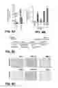 Fig. 13 - Induction of pluripotent cells