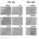 Fig. 20 - Induction of pluripotent cells