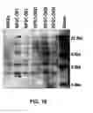 Fig. 24 - Induction of pluripotent cells
