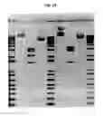 Fig. 03 - Processes for production and purification of nucleic acid-containing compositions