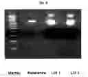 Fig. 06 - Processes for production and purification of nucleic acid-containing compositions
