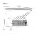Fig. 09 - Engineering of a minimal SaCas9 CRISPR/Cas system for gene editing and transcriptional regulation optimized by enhanced guide RNA