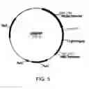 Fig. 06 - Polypeptides having cellulolytic enhancing activity and polynucleotides encoding same