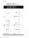 Fig. 06 - CRISPR/CAS9 BASED ENGINEERING OF ACTINOMYCETAL GENOMES
