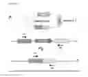 Fig. 12 - CRISPR/CAS9 BASED ENGINEERING OF ACTINOMYCETAL GENOMES