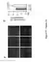 Fig. 24 - TRIM11 for degradation of protein aggregates