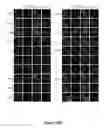 Fig. 57 - TRIM11 for degradation of protein aggregates