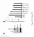 Fig. 77 - TRIM11 for degradation of protein aggregates