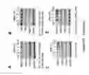 Fig. 79 - TRIM11 for degradation of protein aggregates