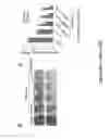 Fig. 83 - TRIM11 for degradation of protein aggregates