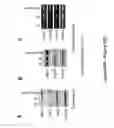 Fig. 98 - TRIM11 for degradation of protein aggregates
