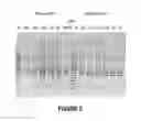 Fig. 06 - ANTISENSE OLIGONUCLEOTIDES FOR INDUCING EXON SKIPPING AND METHODS OF USE THEREOF