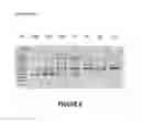 Fig. 07 - ANTISENSE OLIGONUCLEOTIDES FOR INDUCING EXON SKIPPING AND METHODS OF USE THEREOF